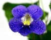 Streptocarpus MK-SAN-RAFAEL 
